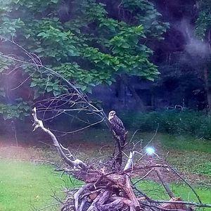 Meet your Posher, Donna